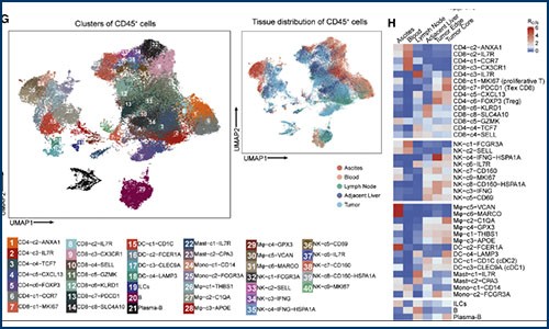 免疫研究 | 單細胞測序揭示肝癌免疫微環境的動態特征