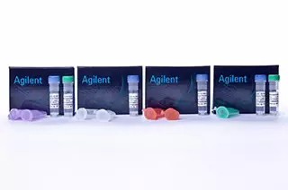 96 Pack Gold 感受態(tài)細胞