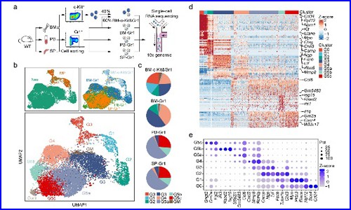 文獻解讀 | 單細胞 RNA 測序揭示健康和細菌感染小鼠中的中性粒細胞異質性