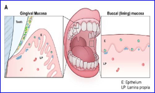 文獻解讀 | 單細胞測序揭示口腔黏膜單細胞圖譜及牙周炎發病機制