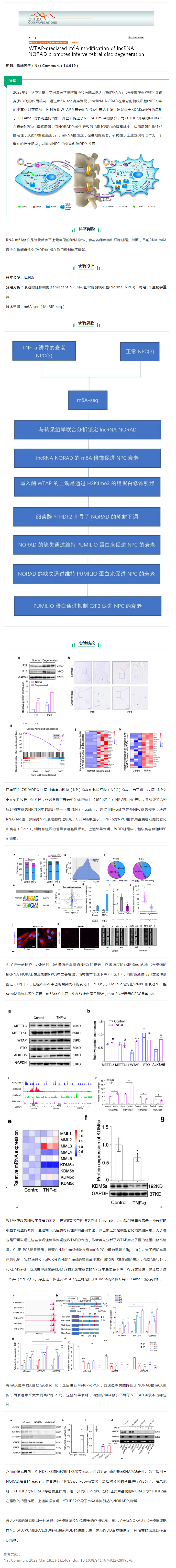 文獻解讀_WTAP 介導的 lncRNA NORAD 的 m6A 修飾促進椎間盤退變（IVDD）