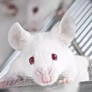 模式生物外顯子組測(cè)序設(shè)計(jì)