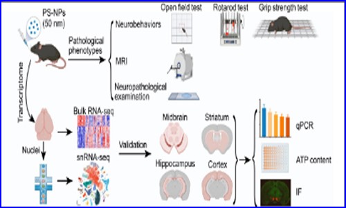 項目文章 | 伯豪生物單細胞核測序助力發現納米塑料誘發帕金森樣神經退行性病變
