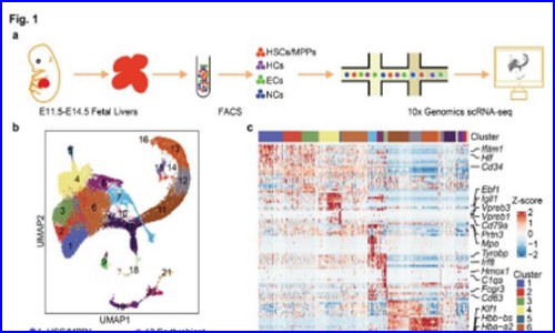 文獻解讀 | 胎兒肝臟中 HSC/MPPs 擴增單元的時空轉錄譜鑒定