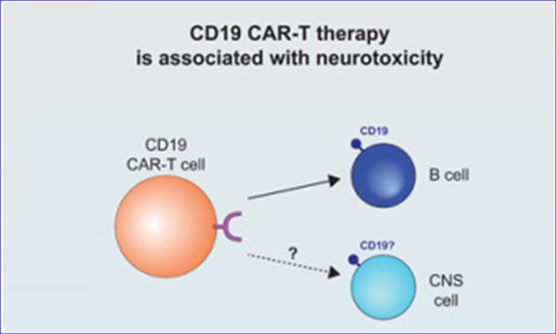 單細胞測序技術 | 應用 CAR- T 細胞副作用