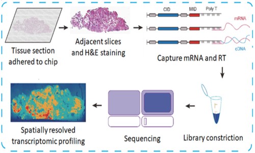 項目文章 | 空間轉錄組組織制備的臨床挑戰