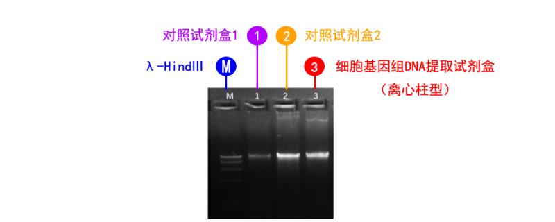 細(xì)胞基因組 DNA 提取試劑盒（離心柱型）