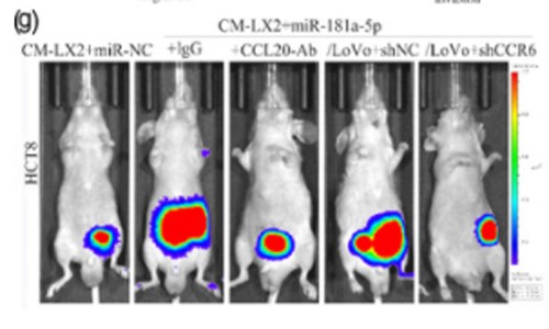 文獻解讀 |miRNA 芯片技術揭示細胞外囊泡 miRNA 促進結直腸癌肝轉移新機制