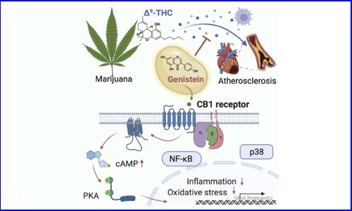 Cell 新作 | 大豆中異黃酮可通過抑制血漿炎癥標志物減輕大麻引起的血管炎癥