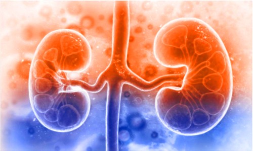 Sci Adv| 基于 8 萬 + 單細胞多組學數據成功繪制第一版高精度人類腎臟參考圖譜