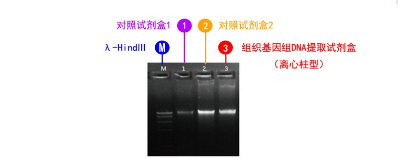 組織基因組 DNA 提取試劑盒（離心柱型）