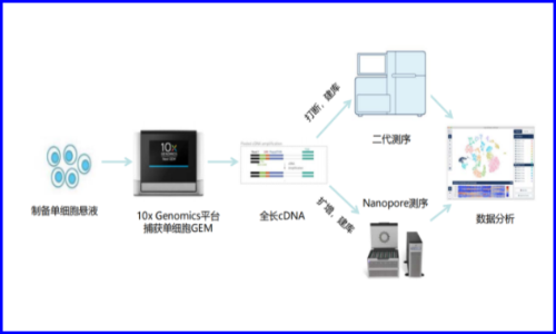 伯豪生物聯(lián)合及智醫(yī)學推出 | 基于單細胞全長轉(zhuǎn)錄本測序的全新臨床轉(zhuǎn)化應用探索