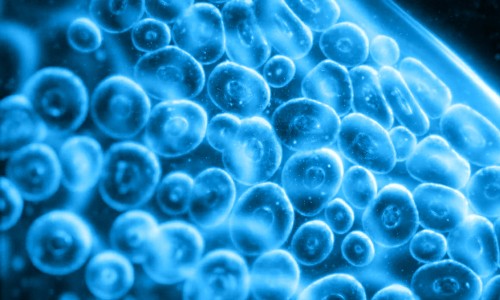 2022 細(xì)胞產(chǎn)業(yè)大會 | 暨第八屆（上海）細(xì)胞和腫瘤精準(zhǔn)醫(yī)療高峰論壇