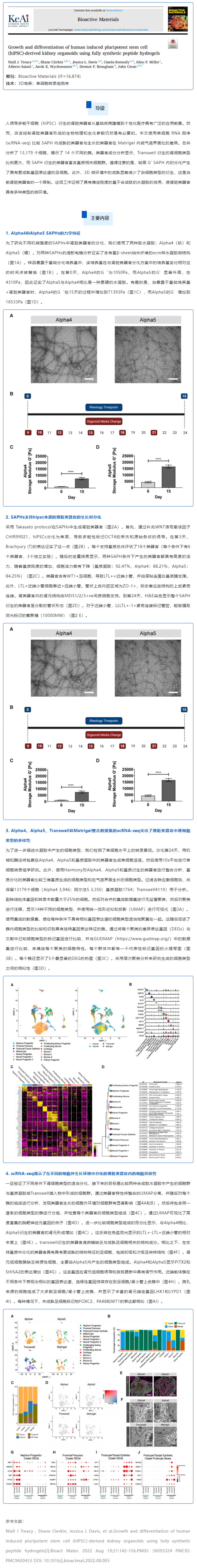 全合成肽水凝膠培養(yǎng)的人誘導(dǎo)多能干細(xì)胞（hiPSC）來源的腎類器官的生長和分化