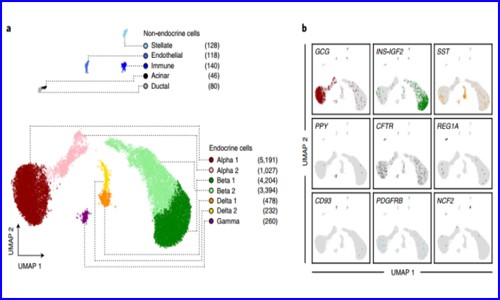 項目文章 | 單細胞抽核，snATAC-seq 技術(shù)揭示糖尿病風險相關(guān)的胰島特異性調(diào)控元件