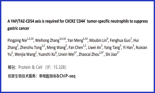 項目文章 | 單細胞 CXCR2?CD44?腫瘤特異性中性粒細胞通過 YAP/TAZ-CD54 軸抑制胃癌