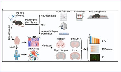 項目文章 | 伯豪生物單細胞核測序助力發(fā)現(xiàn)納米塑料誘發(fā)帕金森樣神經(jīng)退行性病變