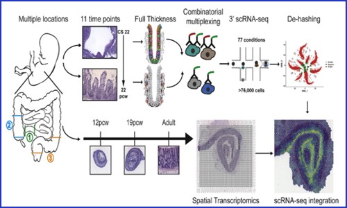 項(xiàng)目文章 | 單細(xì)胞測序聯(lián)合空間轉(zhuǎn)錄組繪制人類腸道時空發(fā)育圖譜