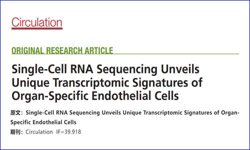 文獻解讀 | 單細胞測序揭示器官特異性內(nèi)皮細胞的獨特轉(zhuǎn)錄組學特征