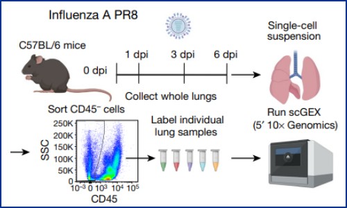文獻(xiàn)解讀 | 旺盛的成纖維細(xì)胞通過激活 ADAMTS4 損害肺功能