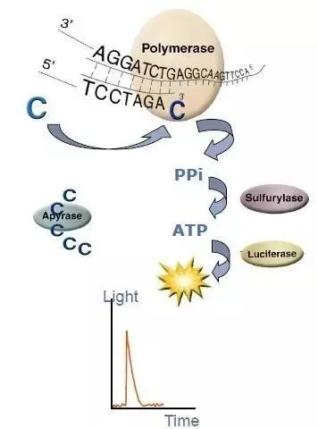 焦磷酸測(cè)序