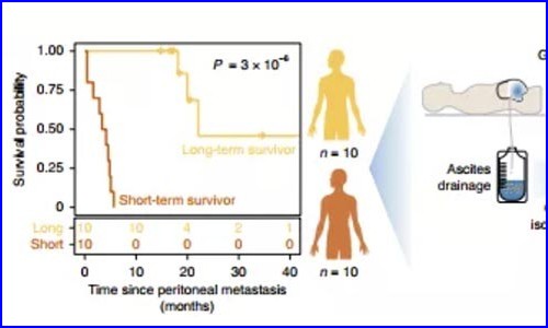免疫研究 | 單細胞測序揭示肝癌中免疫細胞圖譜