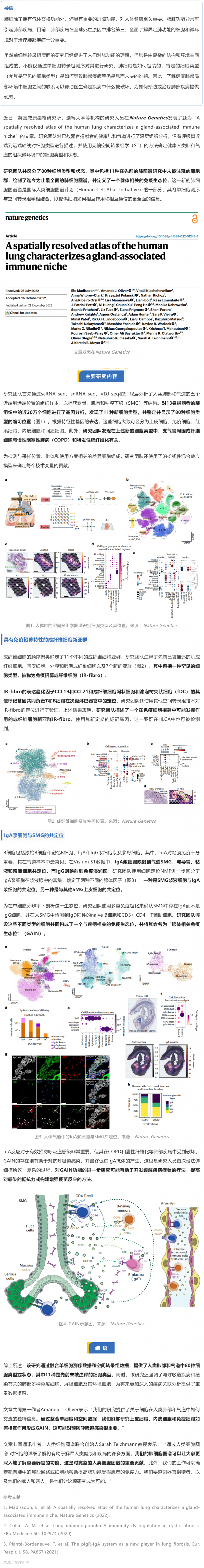 Nat Genet 發(fā)布迄今最全面的人類(lèi)肺細(xì)胞空間圖譜，首次揭示腺體相關(guān)的免疫生態(tài)位