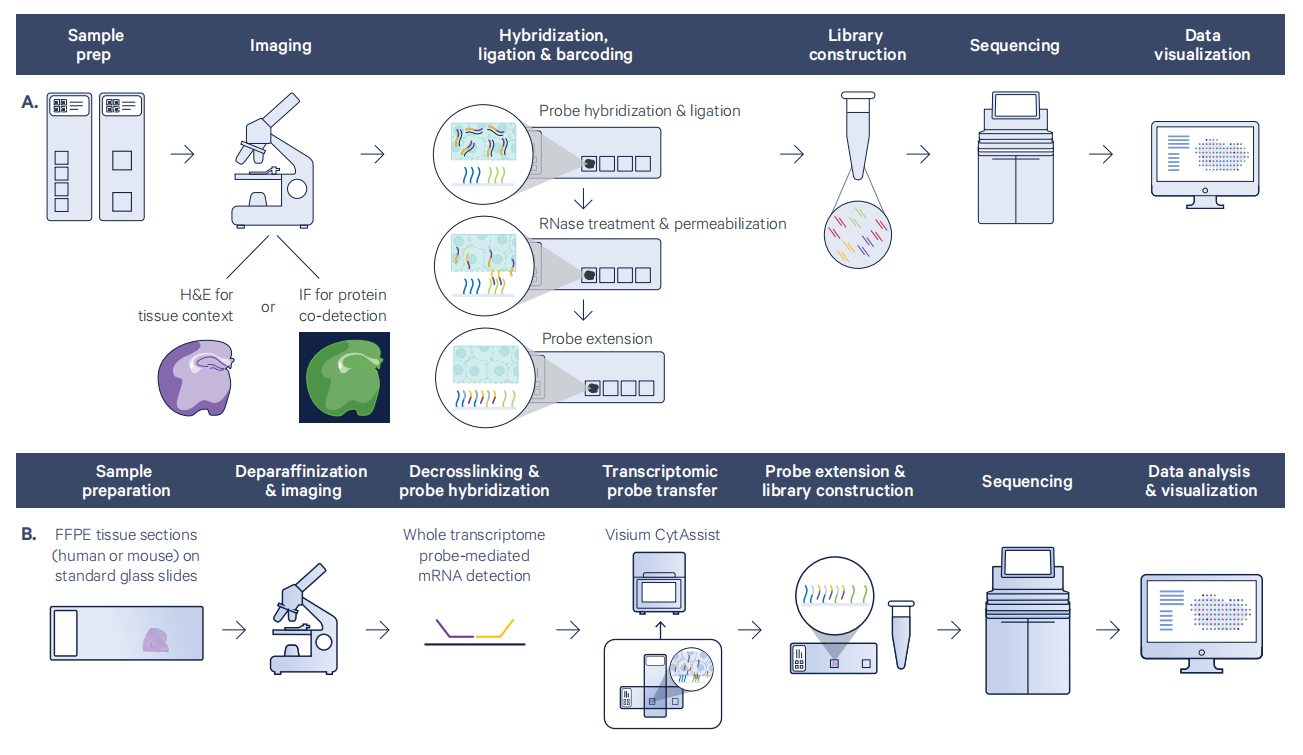 伯豪生物 FFPE 樣本 | 空間轉(zhuǎn)錄組測序