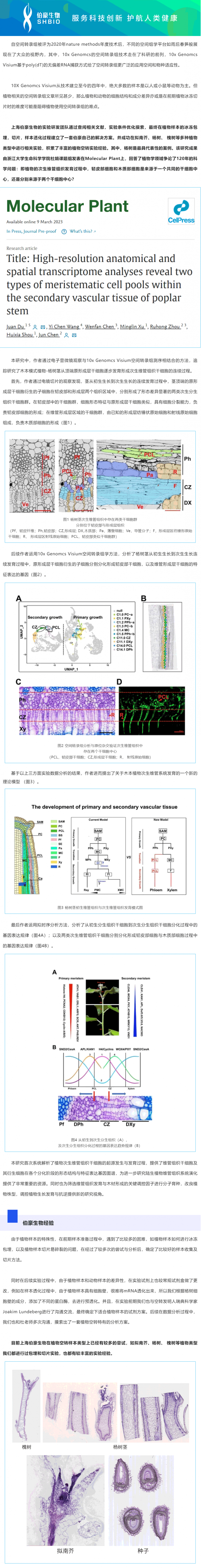 2023-03-17- 空轉(zhuǎn)植物項(xiàng)目文章_伯豪生物助力浙江大學(xué)生命科學(xué)學(xué)院杜娟課題組報(bào)道植物維管組織結(jié)構(gòu)與發(fā)育研究領(lǐng)域新進(jìn)展