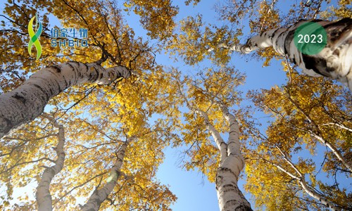 項目文章 | 伯豪生物助力浙江大學生命科學學院杜娟課題組報道植物維管組織結(jié)構(gòu)與發(fā)育研究領(lǐng)域新進展