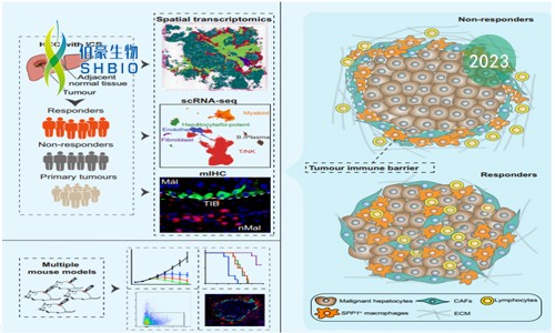 文獻解讀 | 肝癌微環(huán)境中腫瘤免疫屏障決定了免疫治療的效果