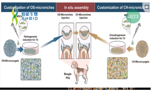 mRNA-seq 項目文章 | 原位自組裝類器官用于軟骨組織再生