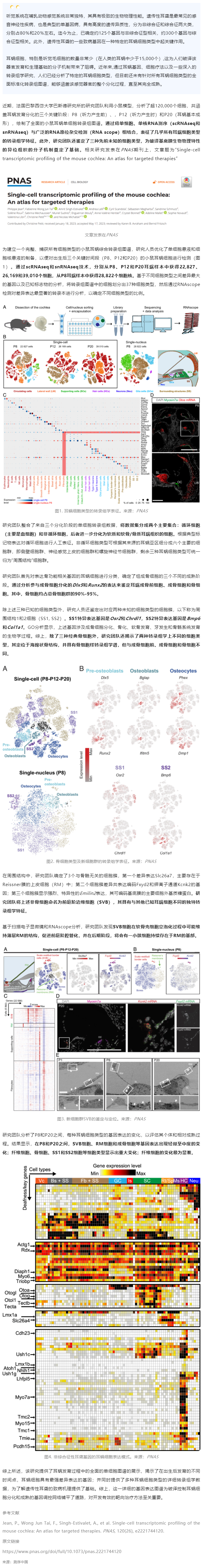 2023-07-21 PNAS 發(fā)表全面的小鼠耳蝸單細(xì)胞轉(zhuǎn)錄組圖譜，為遺傳性耳聾靶向治療提供參考
