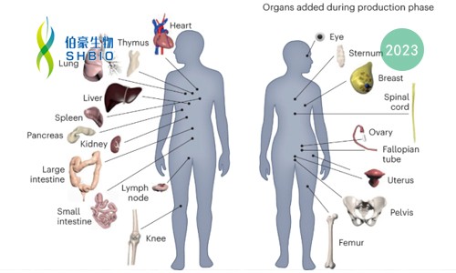 同日 9 篇！人類生物分子圖譜計劃（HuBMAP）里程碑登 Nature 封面，腸道、腎臟和胎盤空間分辨細胞圖譜發(fā)布