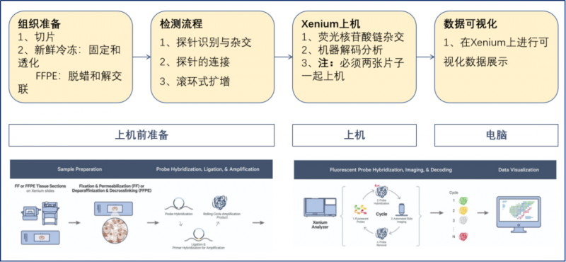 實(shí)驗(yàn)流程