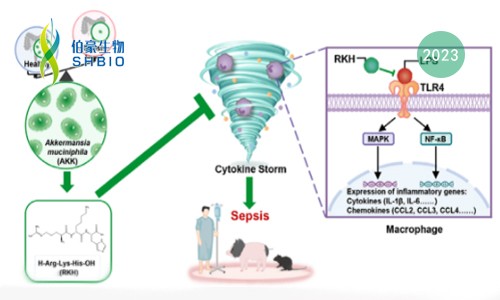 mRNA-seq 項目文章 | 嗜粘蛋白阿克曼菌來源的新型三肽 RKH 對致命膿毒癥的保護作用
