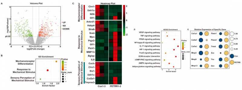 mRNA-seq 項(xiàng)目文章分析圖 7