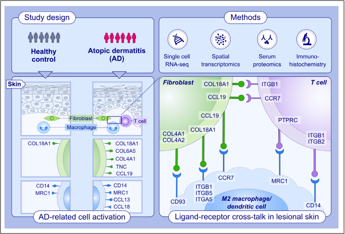 空間轉(zhuǎn)錄組測序 + 單細(xì)胞測序 + 蛋白組學(xué)測序 SCI 文章圖 6