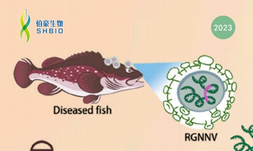 CRISPR 智庫 | 基于 CRISPR/Cas13a 檢測赤點石斑神經(jīng)壞死病毒（RGNNV)