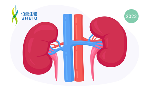 項目文章 | 在血糖水平變化的情況下，達(dá)格列凈可通過不同方式減輕腎臟炎癥并預(yù)防糖尿病腎病