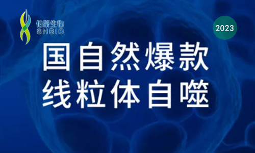 國自然爆款 | 一文吃透線粒體自噬機制和研究思路，趕緊收藏！