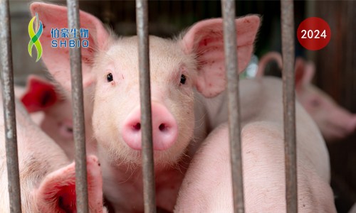 CRISPR 智庫 | 基于 CRISPR/Cas12 快速、現(xiàn)場檢測非洲豬瘟