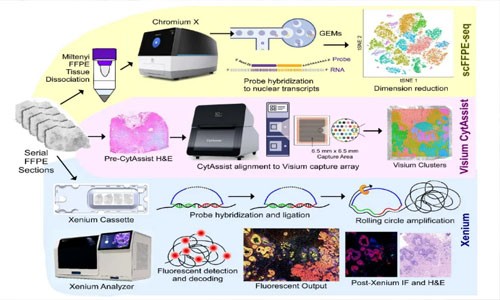 搭乘技術(shù)紅利專列，解鎖 FFPE 單細(xì)胞轉(zhuǎn)錄奧秘