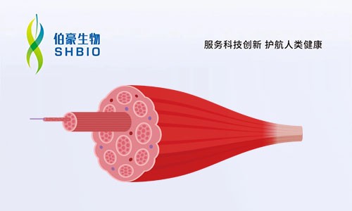 文獻(xiàn)解讀 | 單細(xì)胞核圖譜識別骨骼肌老化、脆弱和衰老的細(xì)胞特異性標(biāo)記物