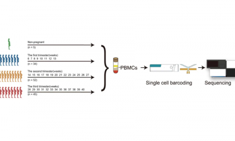 文獻(xiàn)解讀 | 孕婦外周血單核細(xì)胞的單細(xì)胞圖譜