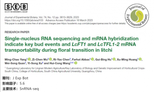 文獻(xiàn)解讀 | 單細(xì)胞核 RNA 測(cè)序和 mRNA 雜交表明了荔枝在花轉(zhuǎn)化過程中關(guān)鍵芽事件以及 LcFT1 和 LcTFL1-2mRNA 的可轉(zhuǎn)運(yùn)性
