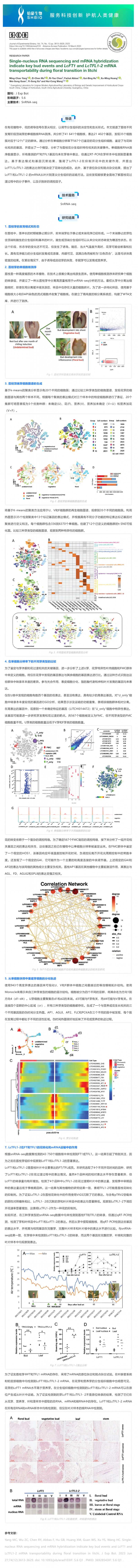 8 月 28 日 文獻(xiàn)解讀_單細(xì)胞核 RNA 測(cè)序和 mRNA 雜交表明了荔枝在花轉(zhuǎn)化過程中關(guān)鍵芽事件以及 LcFT1 和 LcTF
