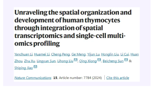Nat Commun| 空間轉(zhuǎn)錄組學(xué)和單細(xì)胞多組學(xué)整合分析構(gòu)建人類(lèi)胸腺細(xì)胞發(fā)育空間圖譜