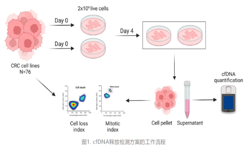 Genome Med | 首次揭示 DNA 去甲基化可促進結(jié)直腸癌細胞釋放 cfDNA，或可提高液體活檢的靈敏度