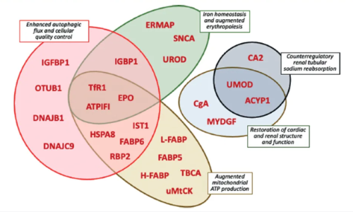 EMPEROR 臨床大隊(duì)列 |Olink Explore 蛋白組學(xué)升級揭秘恩格列凈治療心力衰竭新機(jī)制